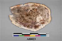 藏品(木化石)的圖片